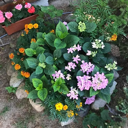 Lesne Zacisze Poddąbie